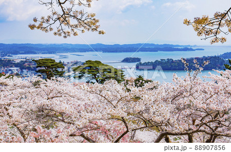 日本三景 松島 西行戻しの松公園の桜 日本三景 松島 西行戻しの松公園の桜 88907856