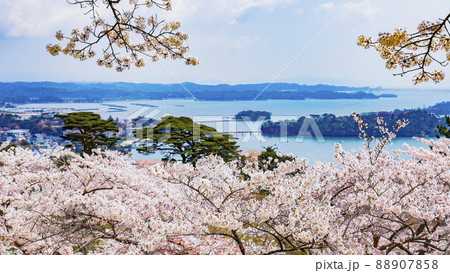 日本三景 松島 西行戻しの松公園の桜 日本三景 松島 西行戻しの松公園の桜 88907858