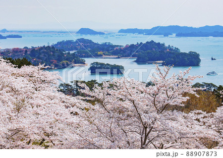 日本三景　松島　西行戻しの松公園の桜 88907873