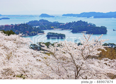 日本三景　松島　西行戻しの松公園の桜 88907874
