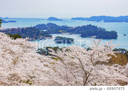 日本三景　松島　西行戻しの松公園の桜 88907875