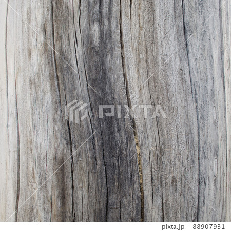 Tree structure. Macro 88907931