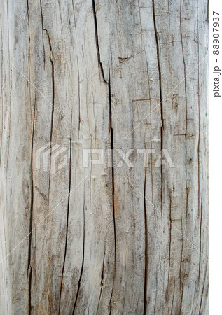 Tree structure. Macro. 88907937