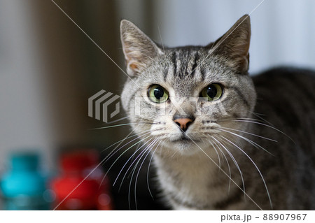 見つめる猫 サバトラ猫 見つめる猫 サバトラ猫 88907967