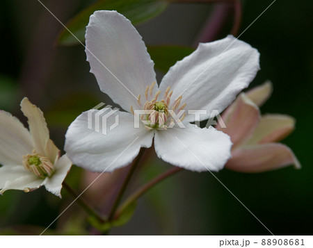 クレマチス・アーマンディ 88908681