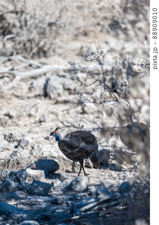 helmeted guineafowl -Numida meleagris. helmeted guineafowl -Numida meleagris. 88909010
