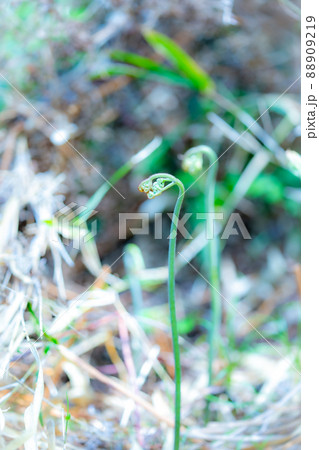 山菜　ワラビ採り　 88909219