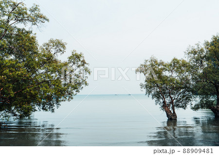 Travel, sea and rocky mountains in Thailand Travel, sea and rocky mountains in Thailand 88909481
