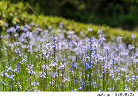 春の花　マツバウンラン 88909508