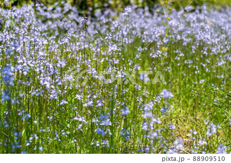春の花　マツバウンラン 88909510