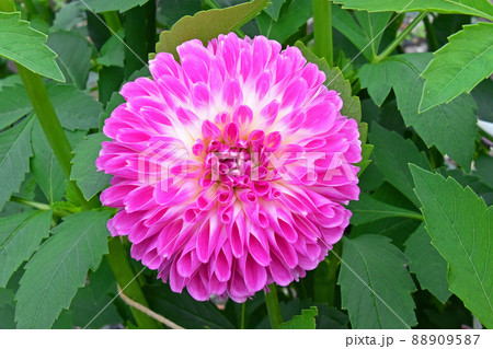 秋の花素材 ダリア 秋の花素材 ダリア 88909587