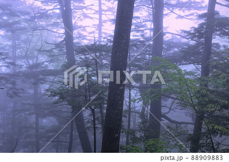 新緑の上高地へ　徳本峠越 88909883