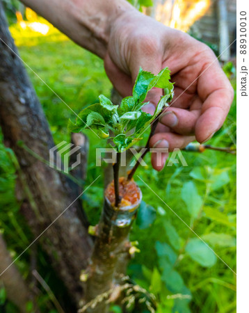 grafted fruit tree in an orchard 88910010