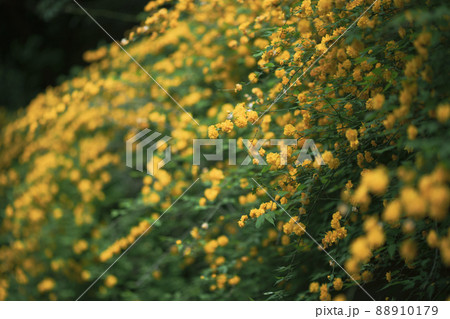 木陰のヤエヤマブキの花々 88910179