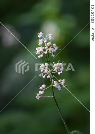 葉の形が茗荷に似ているために名が付けられたヤブミョウガ 葉の形が茗荷に似ているために名が付けられたヤブミョウガ 88910431