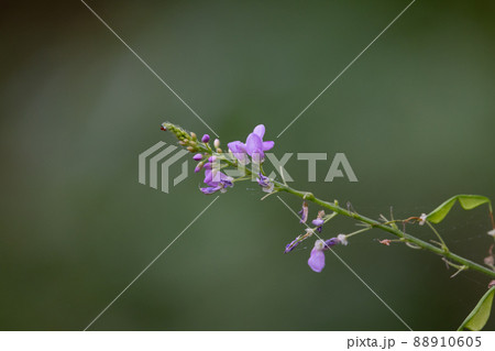 古くから親しまれる万葉の花ハギ 88910605