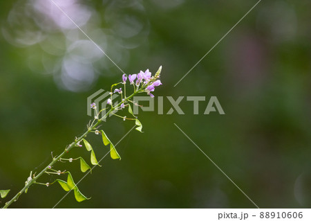 古くから親しまれる万葉の花ハギ 88910606