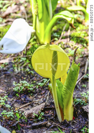 幸せの黄色い水芭蕉 88910735