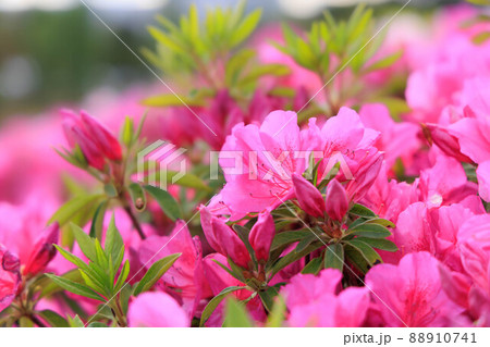 二見人口島の一面に広がるツツジ 88910741