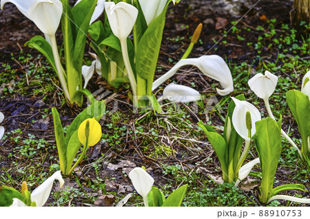 幸せの黄色い水芭蕉 88910753