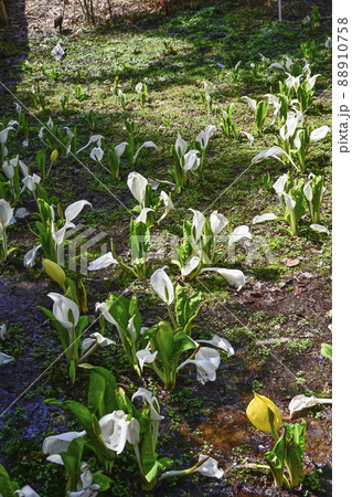 幸せの黄色い水芭蕉 88910758