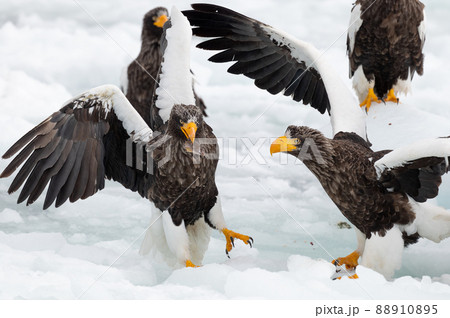 知床　冬 88910895