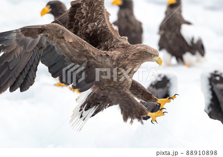 知床 冬 知床 冬 88910898