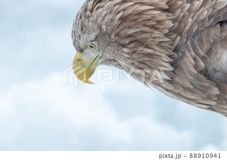 知床　冬 88910941