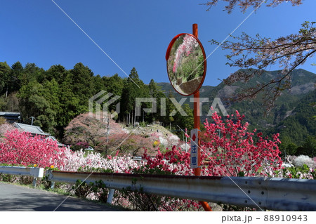 山里を訪れる　花桃の里　（愛媛県　久万高原町） 88910943