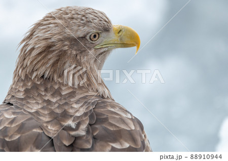 知床 冬 知床 冬 88910944