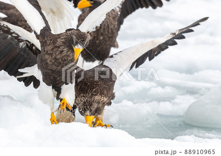 知床 冬 知床 冬 88910965