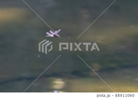 黒に白くて太い帯が目立つコシアキトンボ 88911060