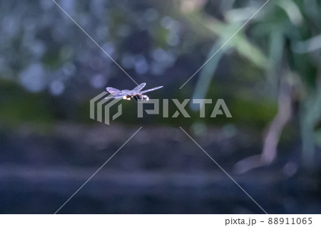 黒に白くて太い帯が目立つコシアキトンボ 黒に白くて太い帯が目立つコシアキトンボ 88911065