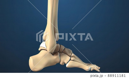 Foot and Ankle Fracture 3d medical 88911181