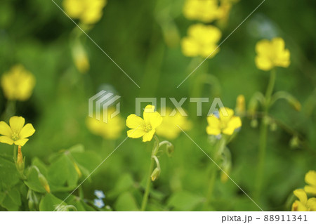 野原の小さく黄色いカタバミの花 野原の小さく黄色いカタバミの花 88911341