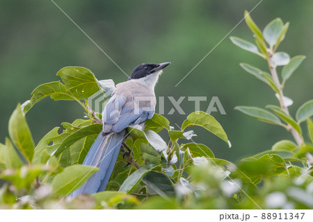 東日本だけで観ることができるヘルメットのような頭のオナガ 東日本だけで観ることができるヘルメットのような頭のオナガ 88911347