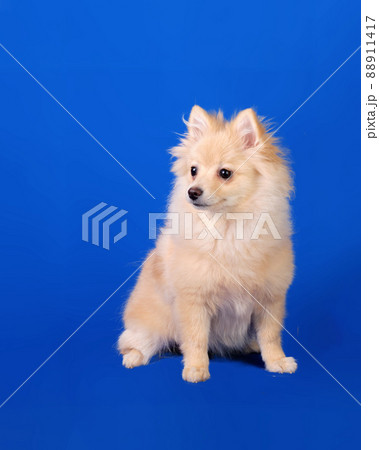 Close-up of a sitting pomeranian puppy on a homogeneous background Close-up of a sitting pomeranian puppy on a homogeneous background 88911417