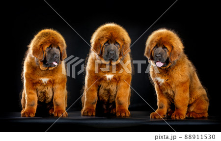 Cute Tibetan mastiff puppies 88911530