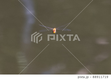 夏から飛び始める秋を代表するトンボの虫アキアカネ 88911719