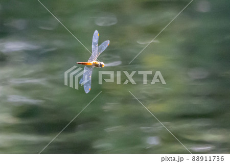 夏から飛び始める秋を代表するトンボの虫アキアカネ 88911736