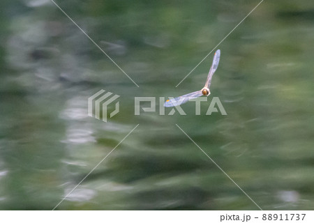 夏から飛び始める秋を代表するトンボの虫アキアカネ 夏から飛び始める秋を代表するトンボの虫アキアカネ 88911737