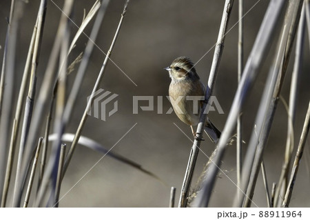 草原や公園で見られる身近なかわいい野鳥ホオジロ 草原や公園で見られる身近なかわいい野鳥ホオジロ 88911964