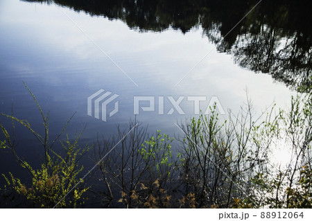 池の畔の風景 池の畔の風景 88912064