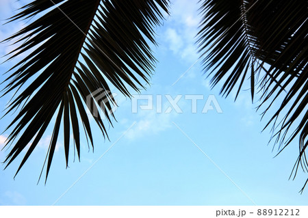 Palm leaf silhouette against blue sky 88912212