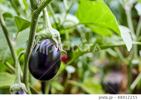 Eggplants grow on bushes in the vegetable garden. Close-up, selective focus Eggplants grow on bushes in the vegetable garden. Close-up, selective focus 88912255