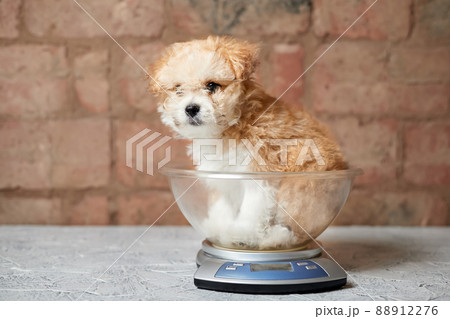 Maltipoo puppy is weighed on a kitchen scale against a brick wall. Close-up, selective focus 88912276