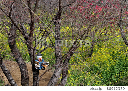 西川花公園　待機中の花咲か爺さん　（高知県　香南市）	 88912320