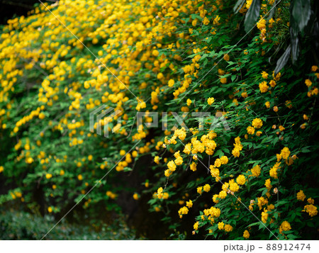 木陰で咲くヤエヤマブキの花 88912474