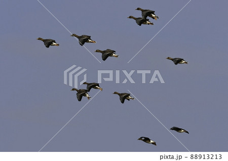 秋に北国から大きな群れで渡来する天然記念物の貴重な水鳥のマガン 88913213