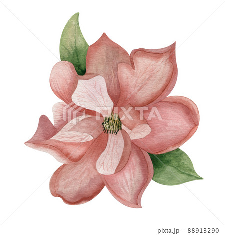 Watercolor flower magnolia pink bud with petals and green leaves isolated on a white background Watercolor flower magnolia pink bud with petals and green leaves isolated on a white background 88913290